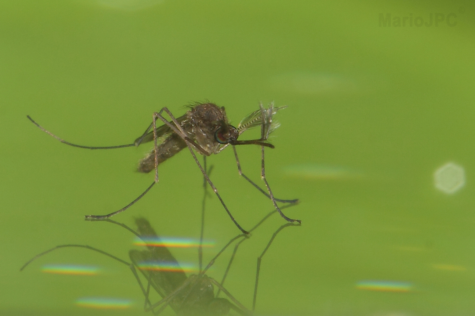 http://www.unex.es/organizacion/servicios/comunicacion/archivo/2014/julio-de-2014/28-de-julio-de-2014/identificadas-7-especies-de-mosquitos-201cresidentes201d-en-badajoz/images/mosquito.png?isImage=1