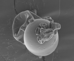 microcapsulas-en-microscopio-electronico-2.jpg