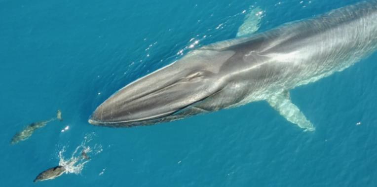 congelador partido Democrático cazar La segunda ballena más grande del mundo frena la acumulación de CO2 en el  mar — Portal de la UEX - Bienvenido a la Universidad de Extremadura