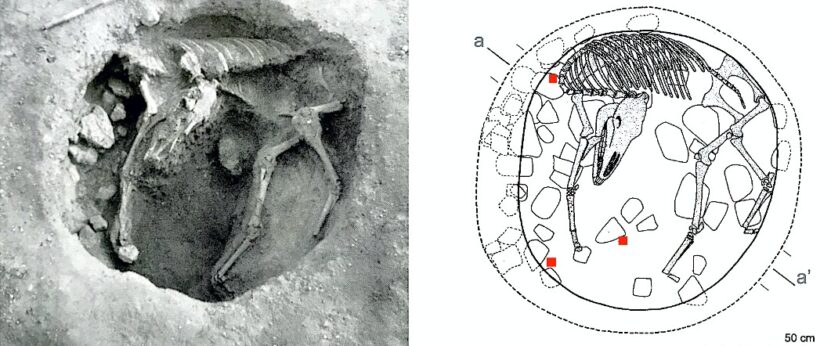 Mula más antigua de Europa occidental
